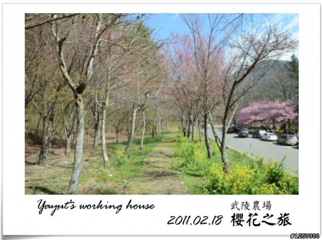 [景點]武陵農場-櫻花之旅