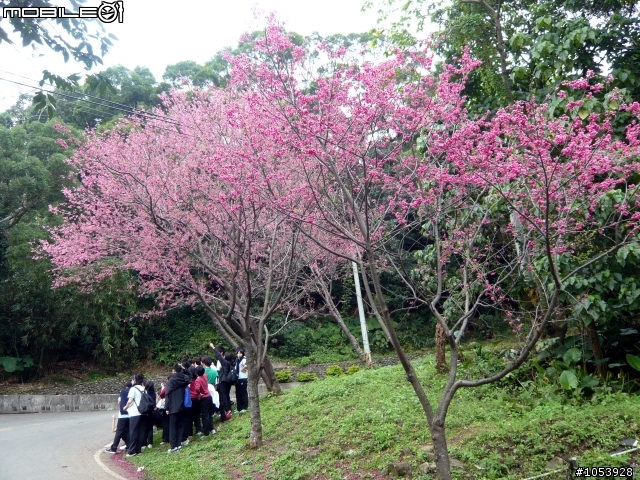 北投粉嫩賞櫻路線--復興三路櫻木花道