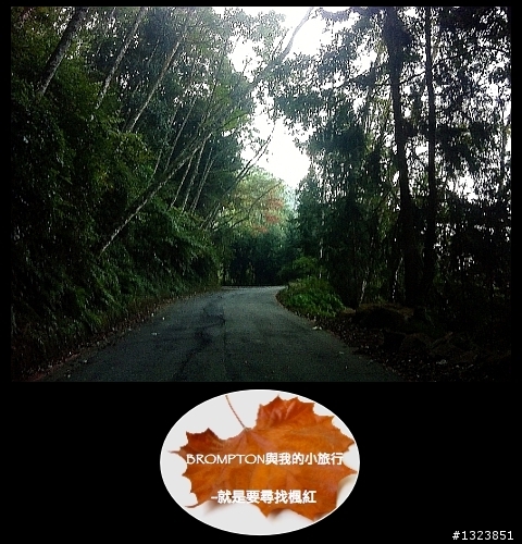 <BROMPTON與我的小旅行>就是要尋找楓紅