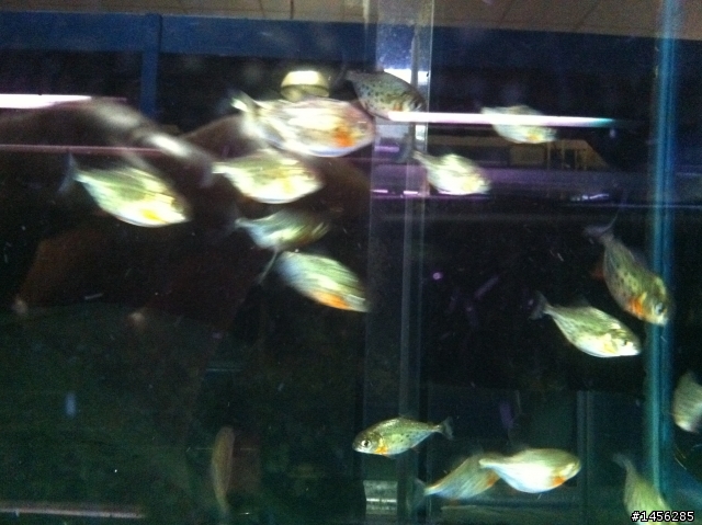 紅銀板 & 紅腹虎魚 傻傻分不清楚!?