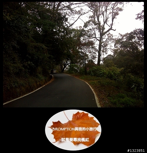 <BROMPTON與我的小旅行>就是要尋找楓紅