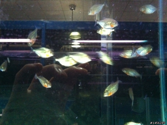 紅銀板 & 紅腹虎魚 傻傻分不清楚!?