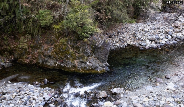 迷幻黑森林 - 武陵桃山步道、櫻花起舞
