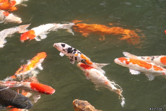 錦鯉獻瑞大募集....