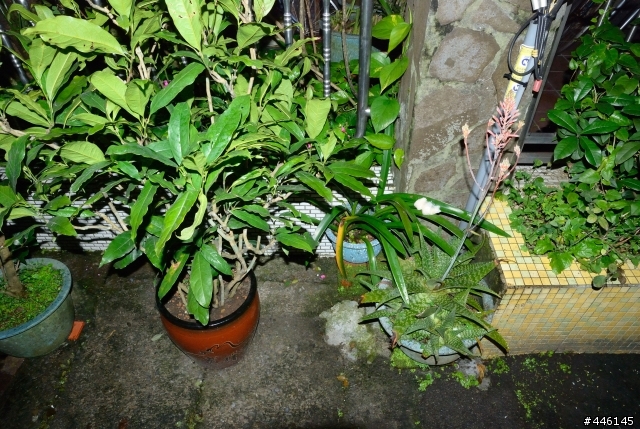 我家這裡真偏僻 驚見保育類台北樹蛙生蛋ing(有圖)