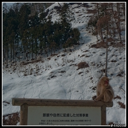 【日本】長野‧地獄谷‧野猿公苑 (圖超多!!)
