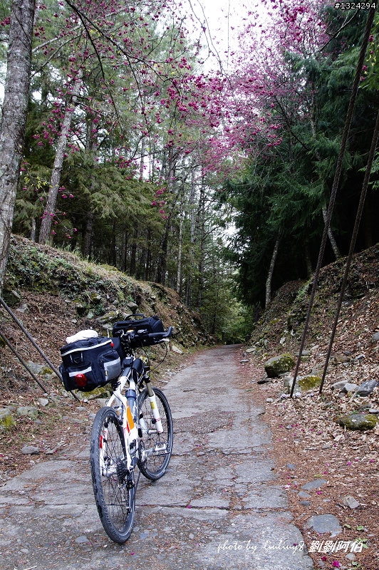 迷幻黑森林 - 武陵桃山步道、櫻花起舞