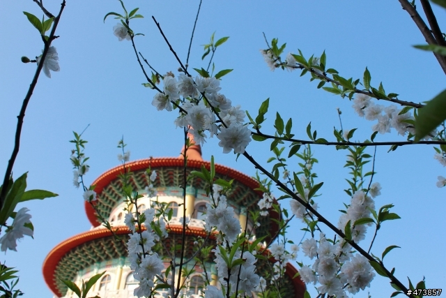 一個人的旅行-550D-Kit18-55 三芝~陽明山-賞櫻花一日遊.
