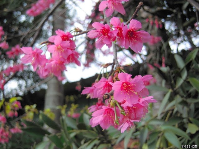 新社的花開了---櫻花、桃花、李花、梨花、鞭炮花......一堆花