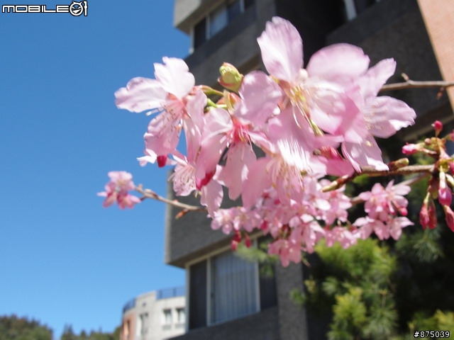 【２０１１年悠活盃】2/27南陌南投杉林溪散步芬多精之旅簽到版