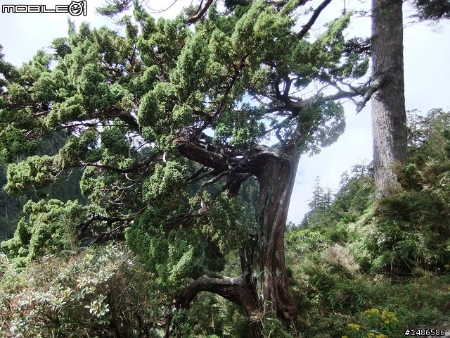 玉山暴走