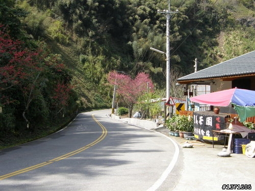 新中橫路上望高茶園116.5k{卡打車補給站}......................