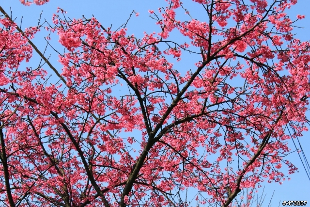 一個人的旅行-550D-Kit18-55 三芝~陽明山-賞櫻花一日遊.