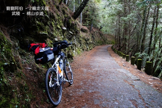 迷幻黑森林 - 武陵桃山步道、櫻花起舞