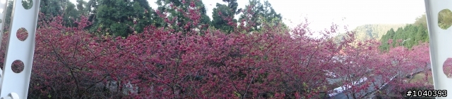 帶著TX9去九族賞櫻～～～～