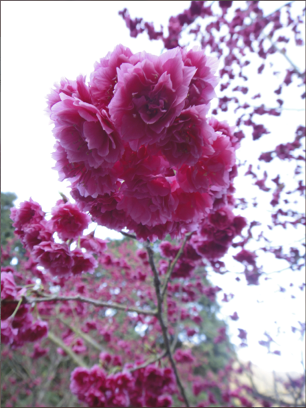 帶著TX9去九族賞櫻～～～～