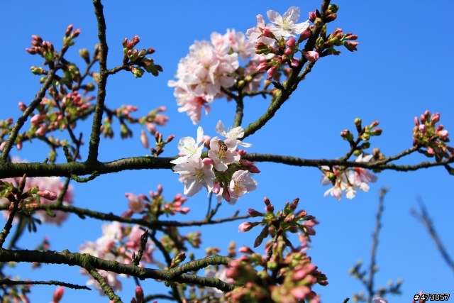 一個人的旅行-550D-Kit18-55 三芝~陽明山-賞櫻花一日遊.