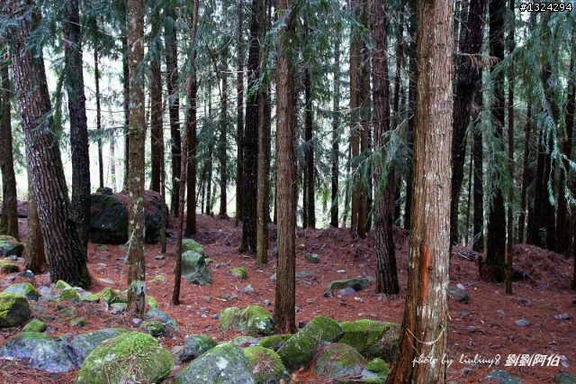 迷幻黑森林 - 武陵桃山步道、櫻花起舞