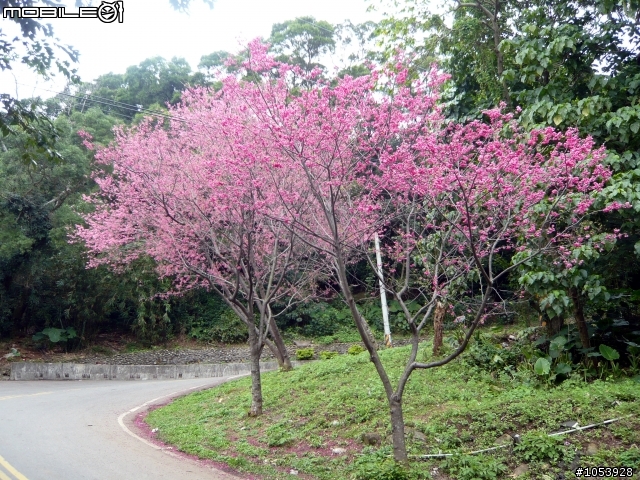 北投粉嫩賞櫻路線--復興三路櫻木花道