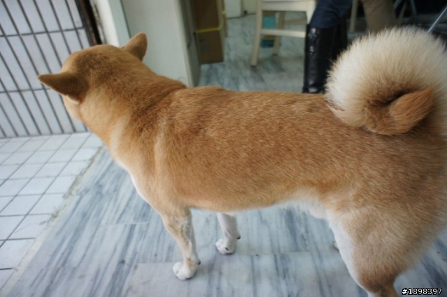 【已尋獲】士林區公柴犬