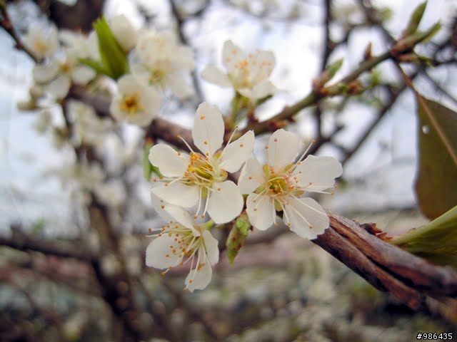 新社的花開了---櫻花、桃花、李花、梨花、鞭炮花......一堆花