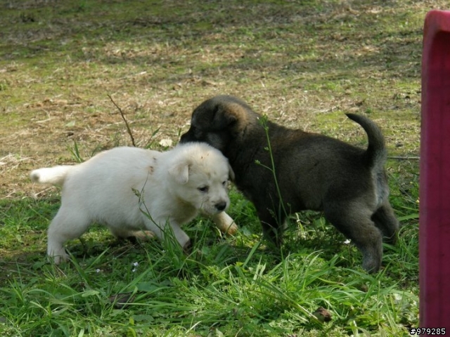 桃園觀音七小汪待有愛的爸媽認養