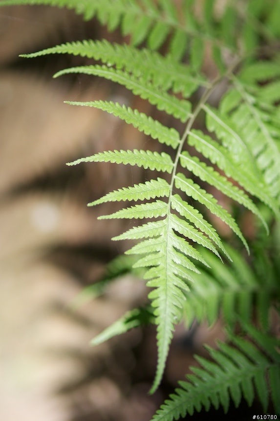 [開箱]要入sigma 85mm F1.4的請參考