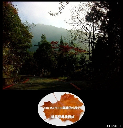 <BROMPTON與我的小旅行>就是要尋找楓紅