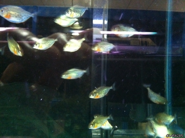 紅銀板 & 紅腹虎魚 傻傻分不清楚!?