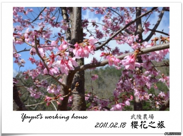 [景點]武陵農場-櫻花之旅