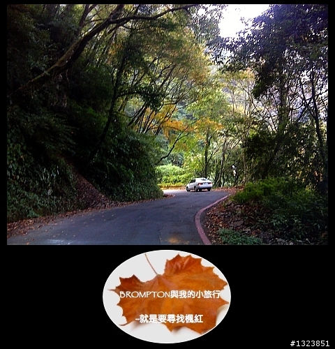 <BROMPTON與我的小旅行>就是要尋找楓紅