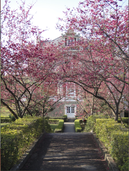 帶著TX9去九族賞櫻～～～～