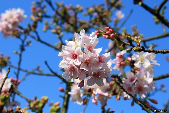 一個人的旅行-550D-Kit18-55 三芝~陽明山-賞櫻花一日遊.