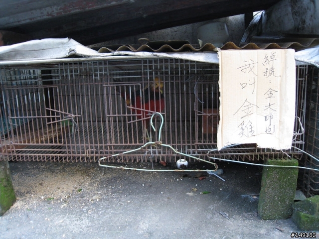 2011春節  猴硐 & 九份一日遊
