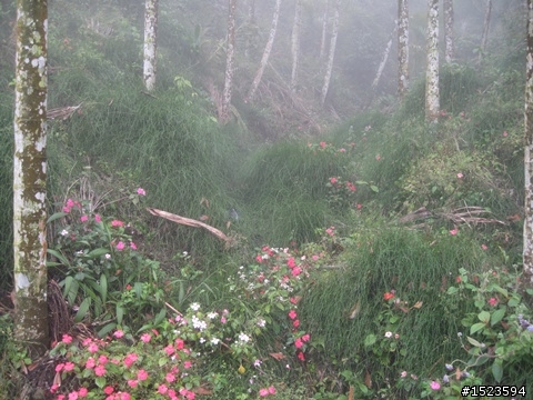 輕騎逍遙山嵐飄邈間 ~ 澐水、中崙溫泉