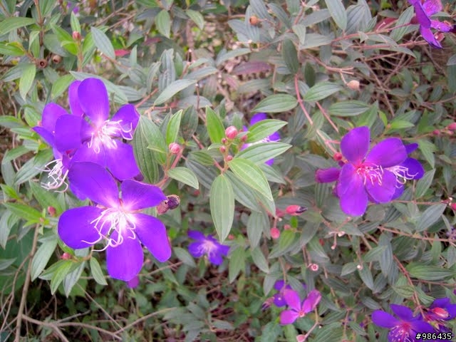 新社的花開了---櫻花、桃花、李花、梨花、鞭炮花......一堆花