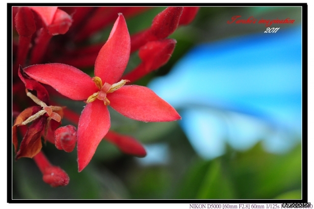 天啊!我的AF-S 60mm micro微距鏡......