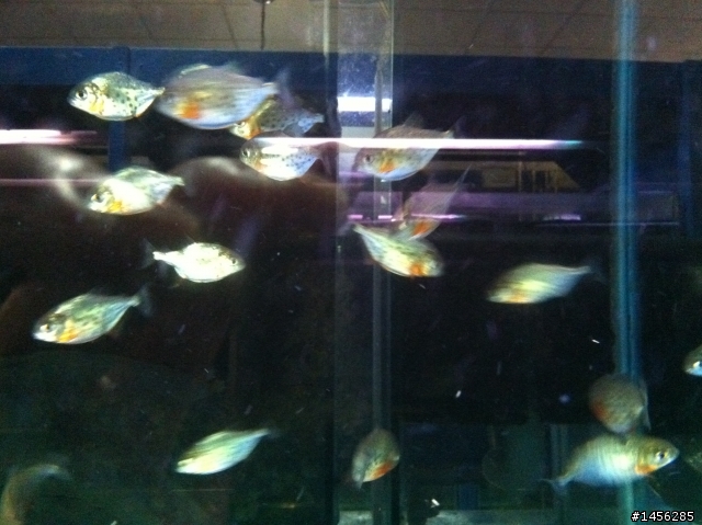 紅銀板 & 紅腹虎魚 傻傻分不清楚!?
