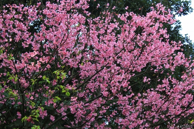 一個人的旅行-550D-Kit18-55 三芝~陽明山-賞櫻花一日遊.