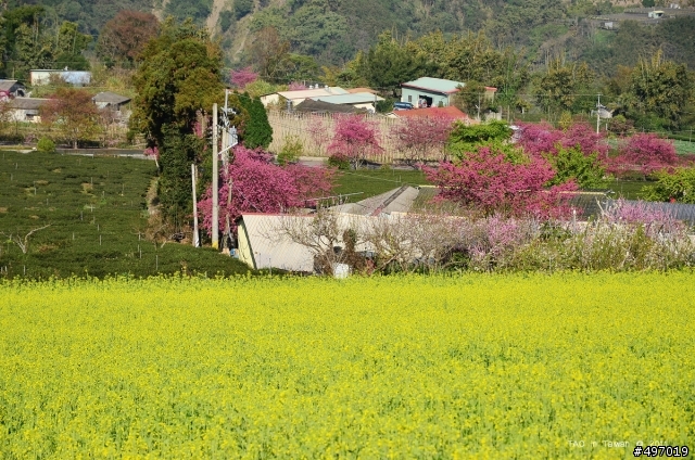 櫻 の 戀 * 南投 . 信義 草坪頭櫻花季