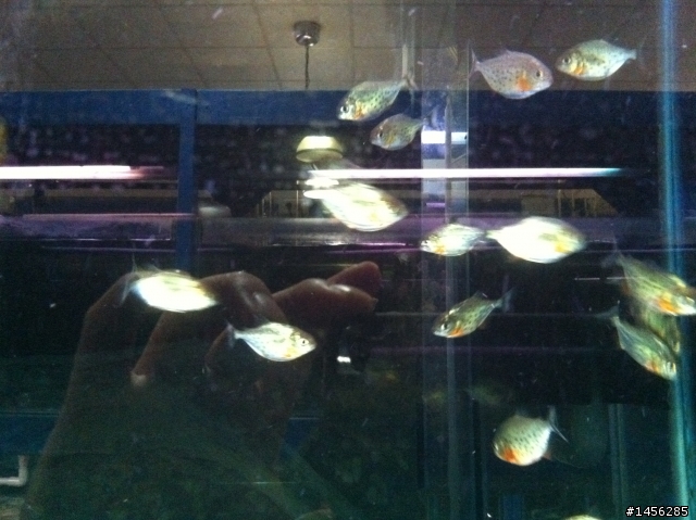 紅銀板 & 紅腹虎魚 傻傻分不清楚!?