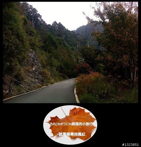 <BROMPTON與我的小旅行>就是要尋找楓紅