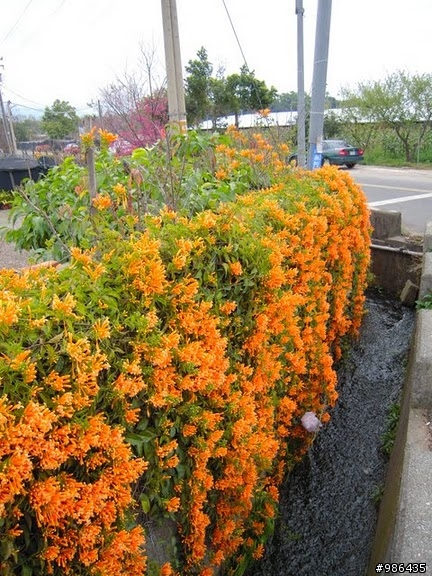 新社的花開了---櫻花、桃花、李花、梨花、鞭炮花......一堆花