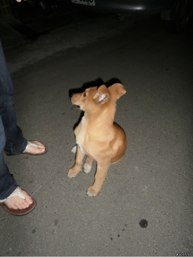 桃園市急徵認養愛狗人士