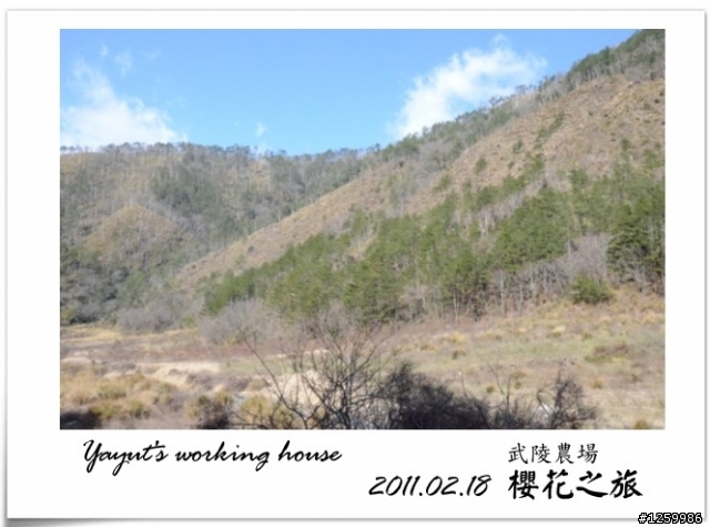 [景點]武陵農場-櫻花之旅