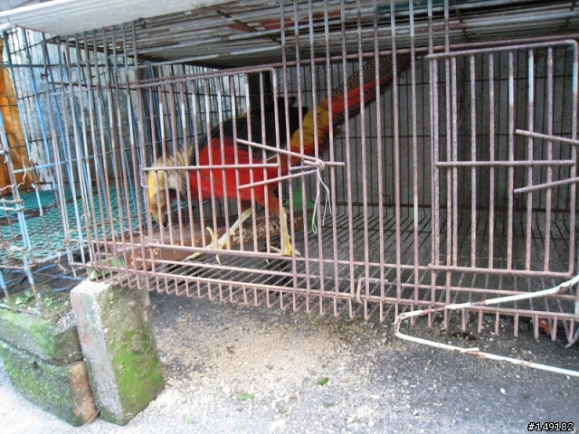 2011春節  猴硐 & 九份一日遊