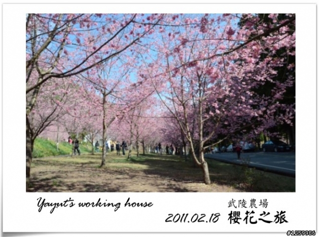 [景點]武陵農場-櫻花之旅
