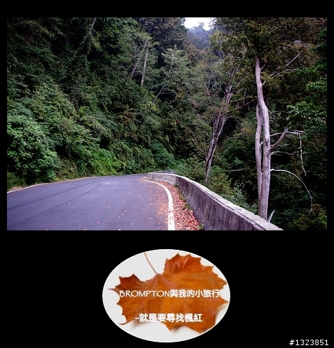 <BROMPTON與我的小旅行>就是要尋找楓紅