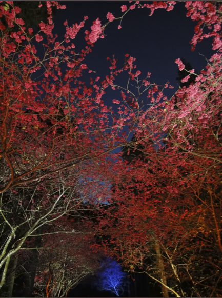 帶著TX9去九族賞櫻～～～～