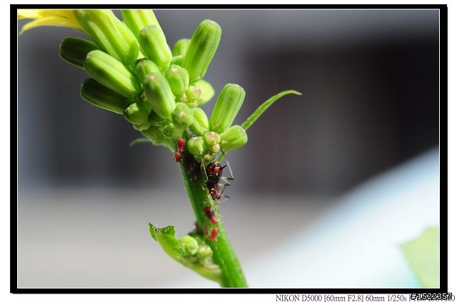 天啊!我的AF-S 60mm micro微距鏡......